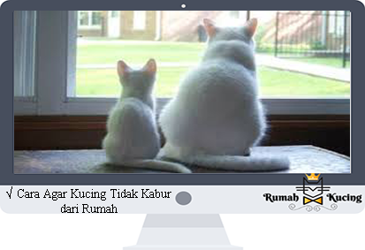 Detail Kenapa Kucing Betah Di Rumah Kita Nomer 7