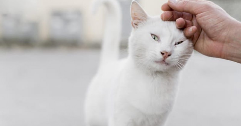 Detail Kenapa Kucing Betah Di Rumah Kita Nomer 17