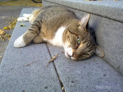 Detail Kenapa Kucing Betah Di Rumah Kita Nomer 20