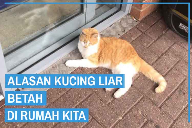 Detail Kenapa Kucing Betah Di Rumah Kita Nomer 5