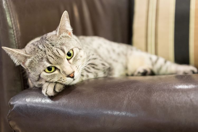 Detail Kenapa Kucing Kalau Mau Mati Pergi Dari Rumah Nomer 11