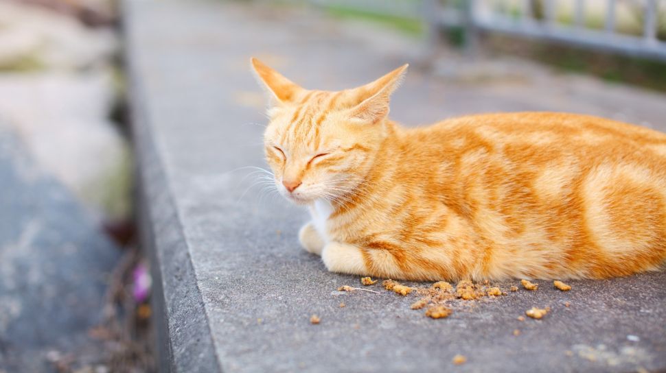 Detail Kenapa Kucing Kalau Mau Mati Pergi Dari Rumah Nomer 30