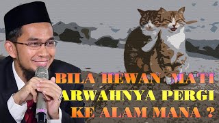 Detail Kenapa Kucing Kalau Mau Mati Pergi Dari Rumah Nomer 34