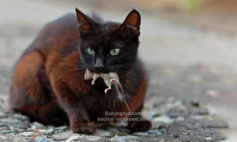 Detail Kenapa Kucing Kalau Mau Mati Pergi Dari Rumah Nomer 42