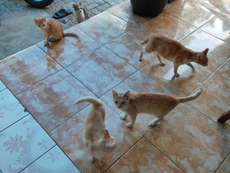 Detail Kenapa Kucing Lari Dari Rumah Nomer 31