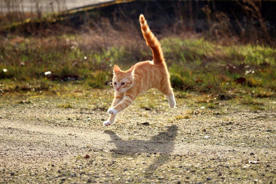 Detail Kenapa Kucing Lari Dari Rumah Nomer 6