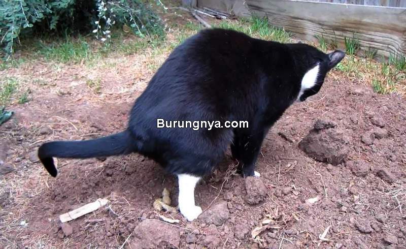 Detail Kenapa Kucing Lari Dari Rumah Nomer 45