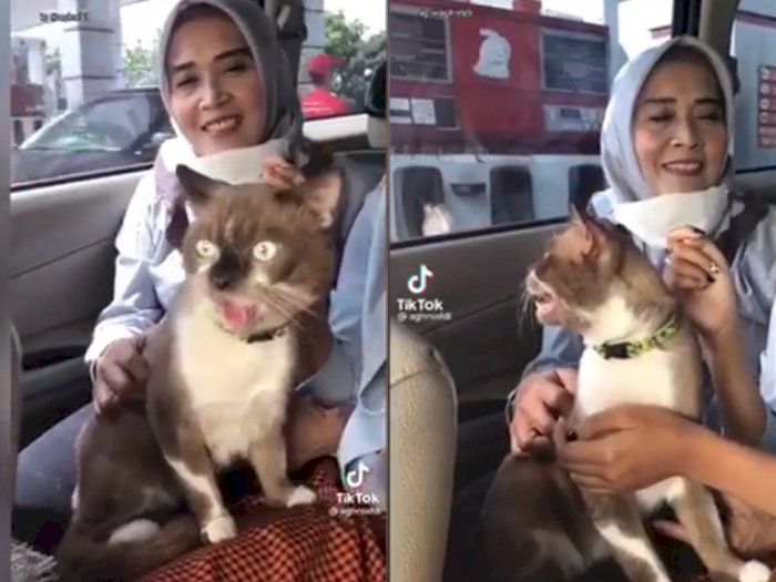 Detail Kenapa Kucing Menjulurkan Lidah Nomer 20