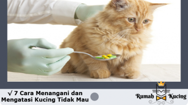 Detail Kenapa Kucing Menjulurkan Lidah Nomer 45