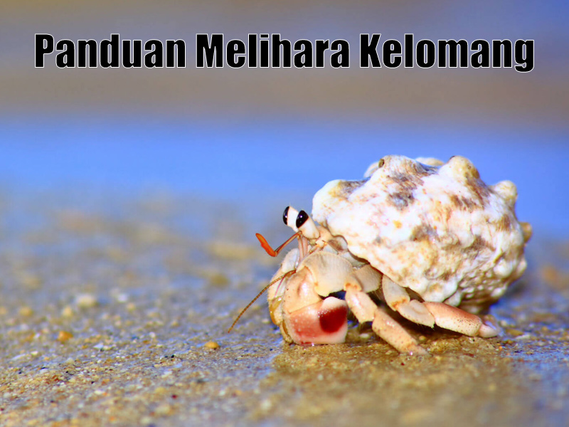 Detail Keong Laut Makan Apa Nomer 16