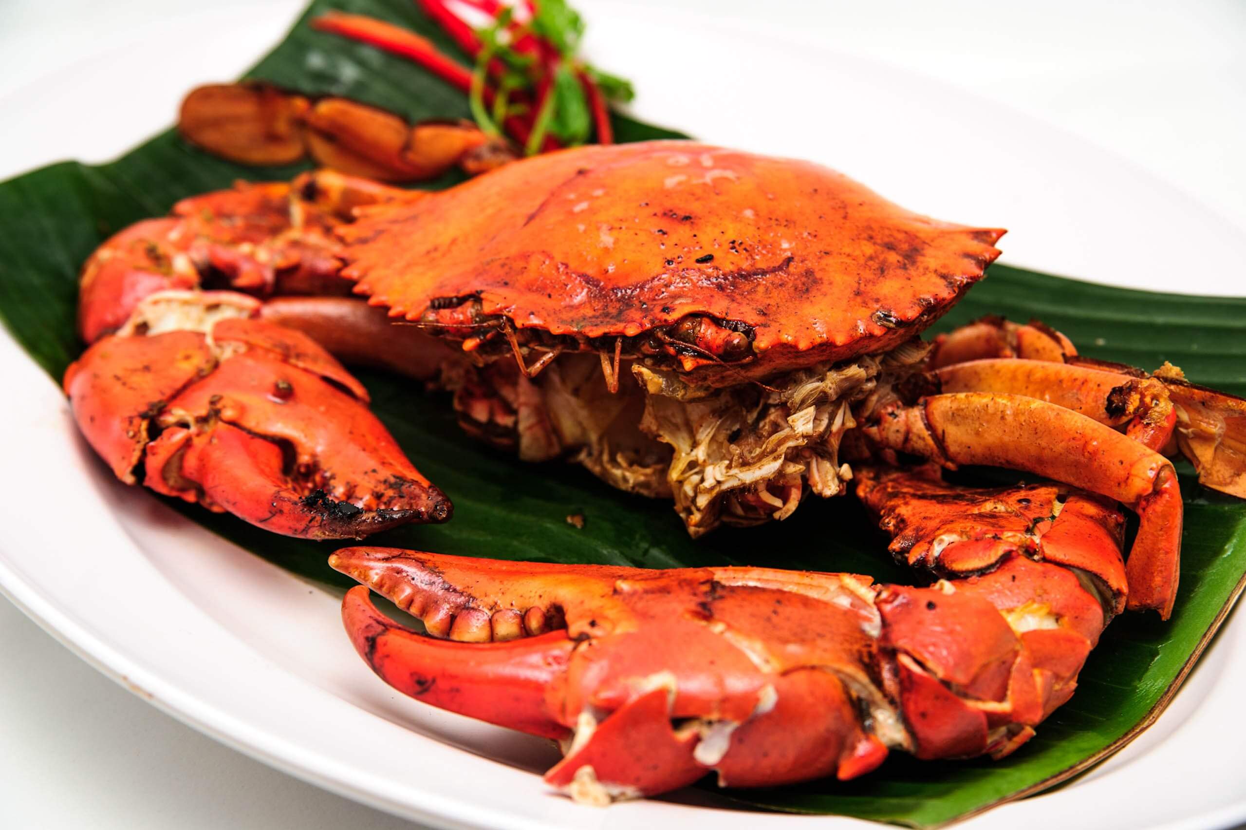 Kepiting Makan Apa - KibrisPDR