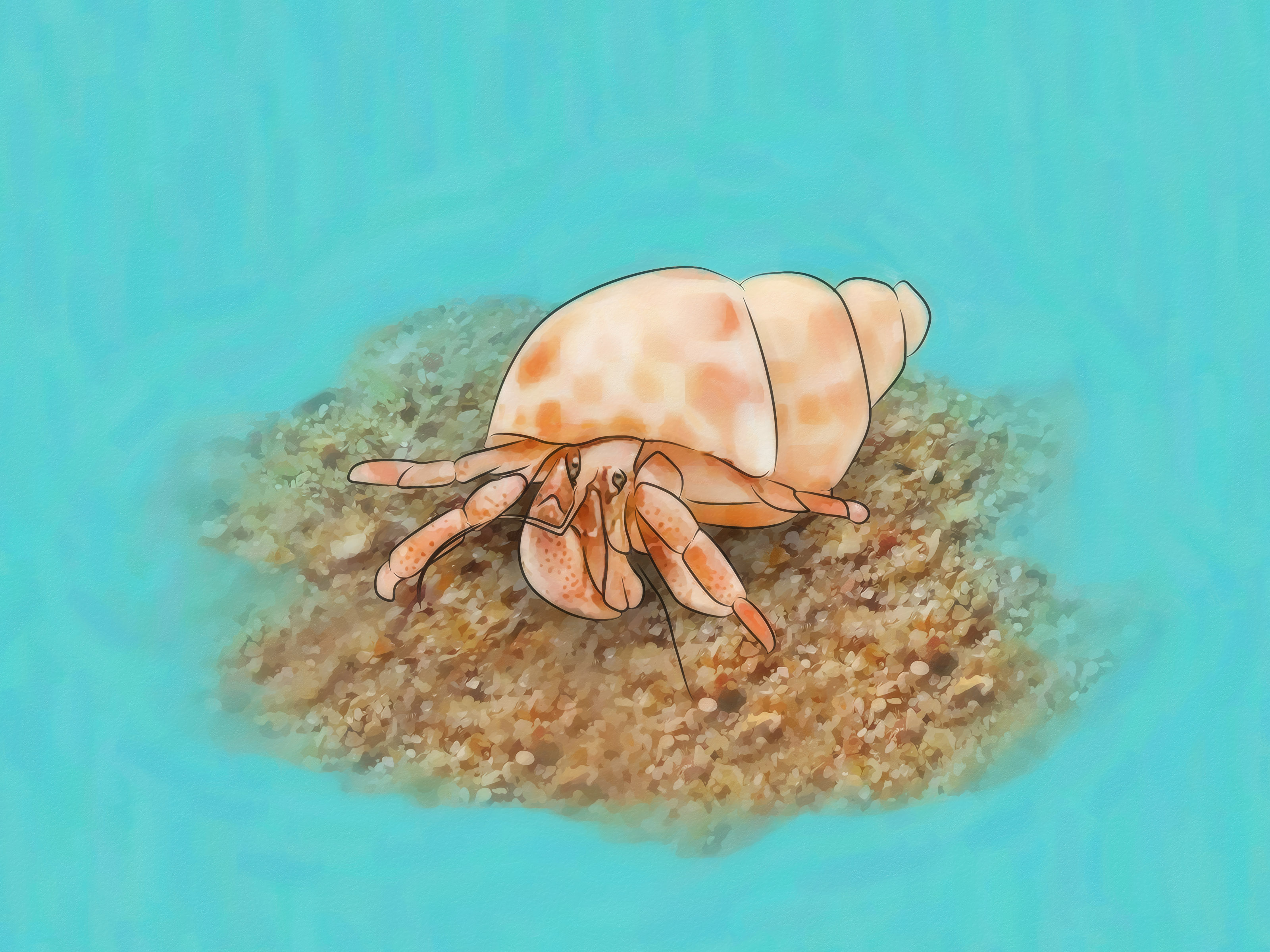 Detail Kepiting Makan Apa Nomer 9