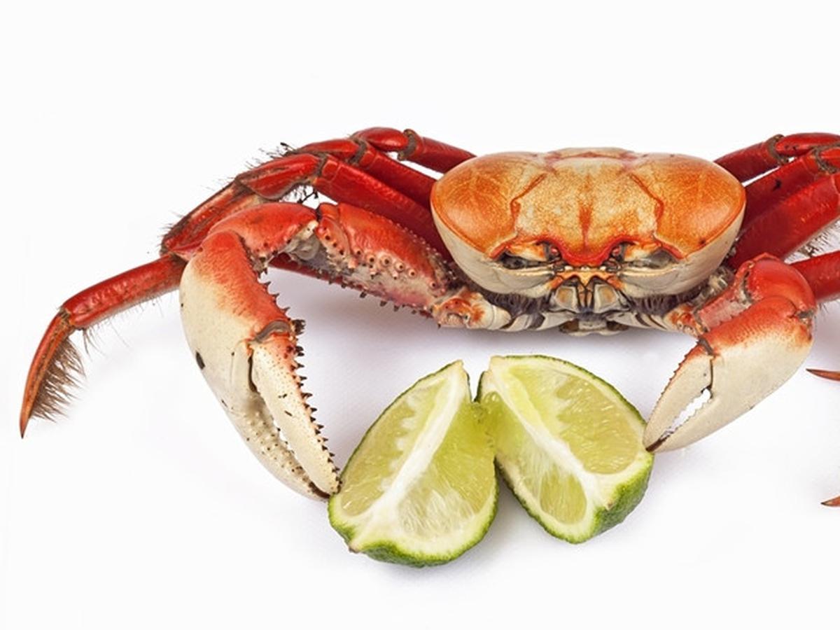 Detail Kepiting Makan Apa Nomer 10