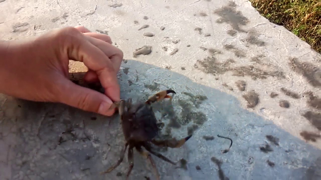 Detail Kepiting Makan Apa Nomer 11