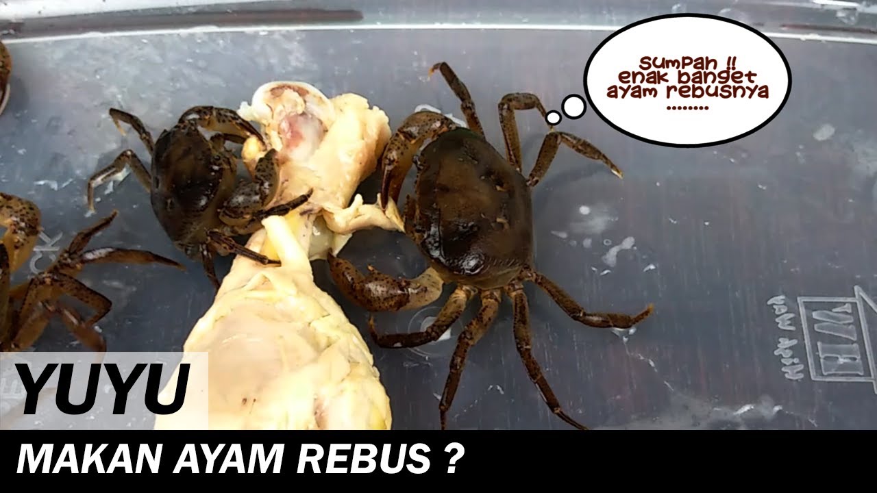 Detail Kepiting Makan Apa Nomer 12