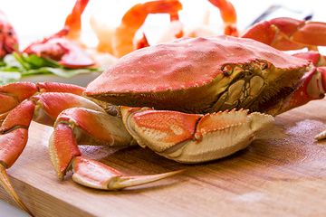 Detail Kepiting Makan Apa Nomer 13