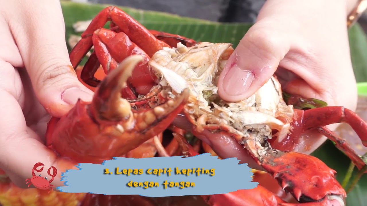 Detail Kepiting Makan Apa Nomer 16