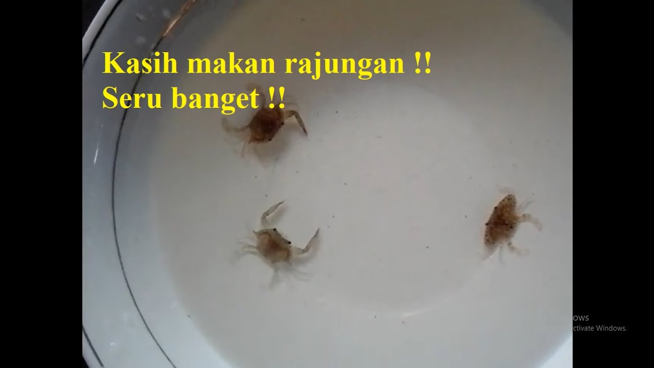 Detail Kepiting Makan Apa Nomer 18