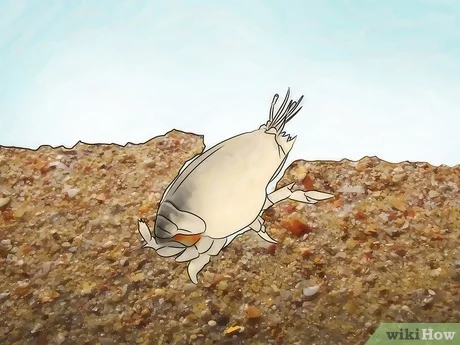 Detail Kepiting Makan Apa Nomer 3