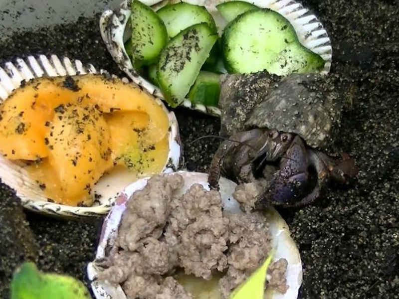 Detail Kepiting Makan Apa Nomer 19