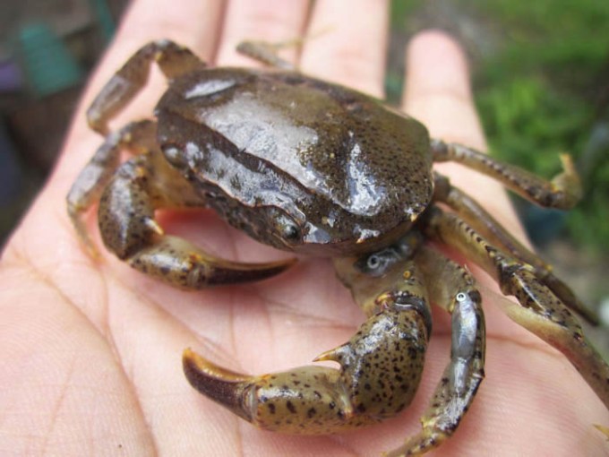Detail Kepiting Makan Apa Nomer 23