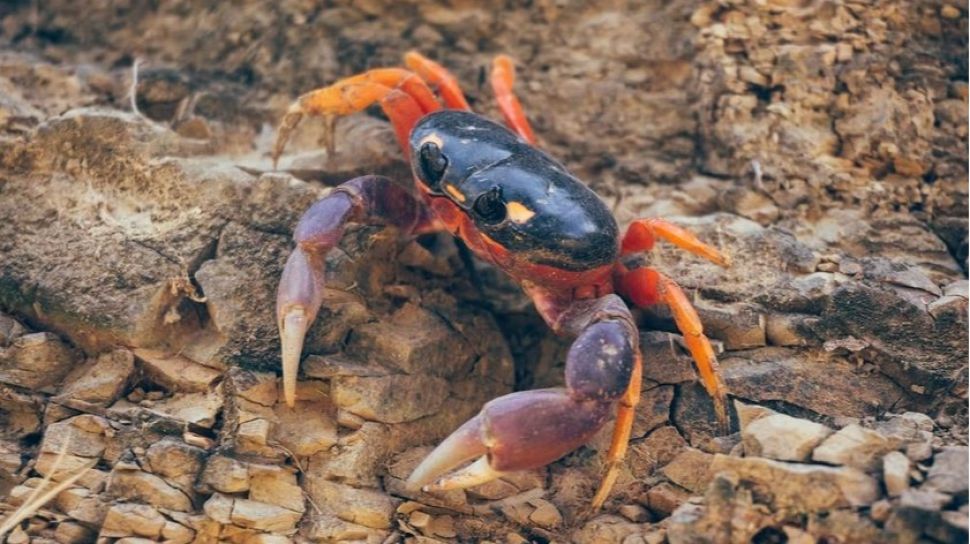 Detail Kepiting Makan Apa Nomer 24