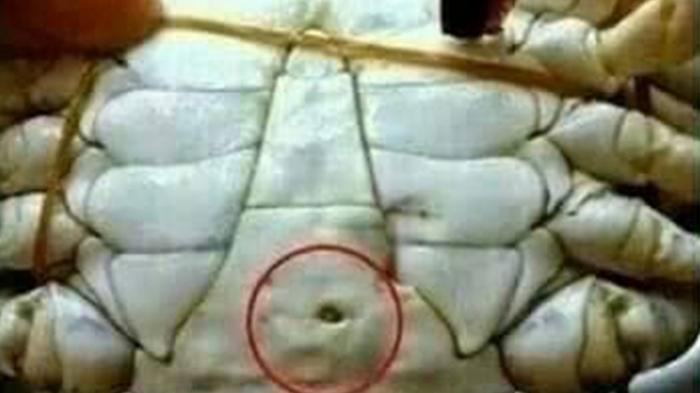 Detail Kepiting Makan Apa Nomer 25