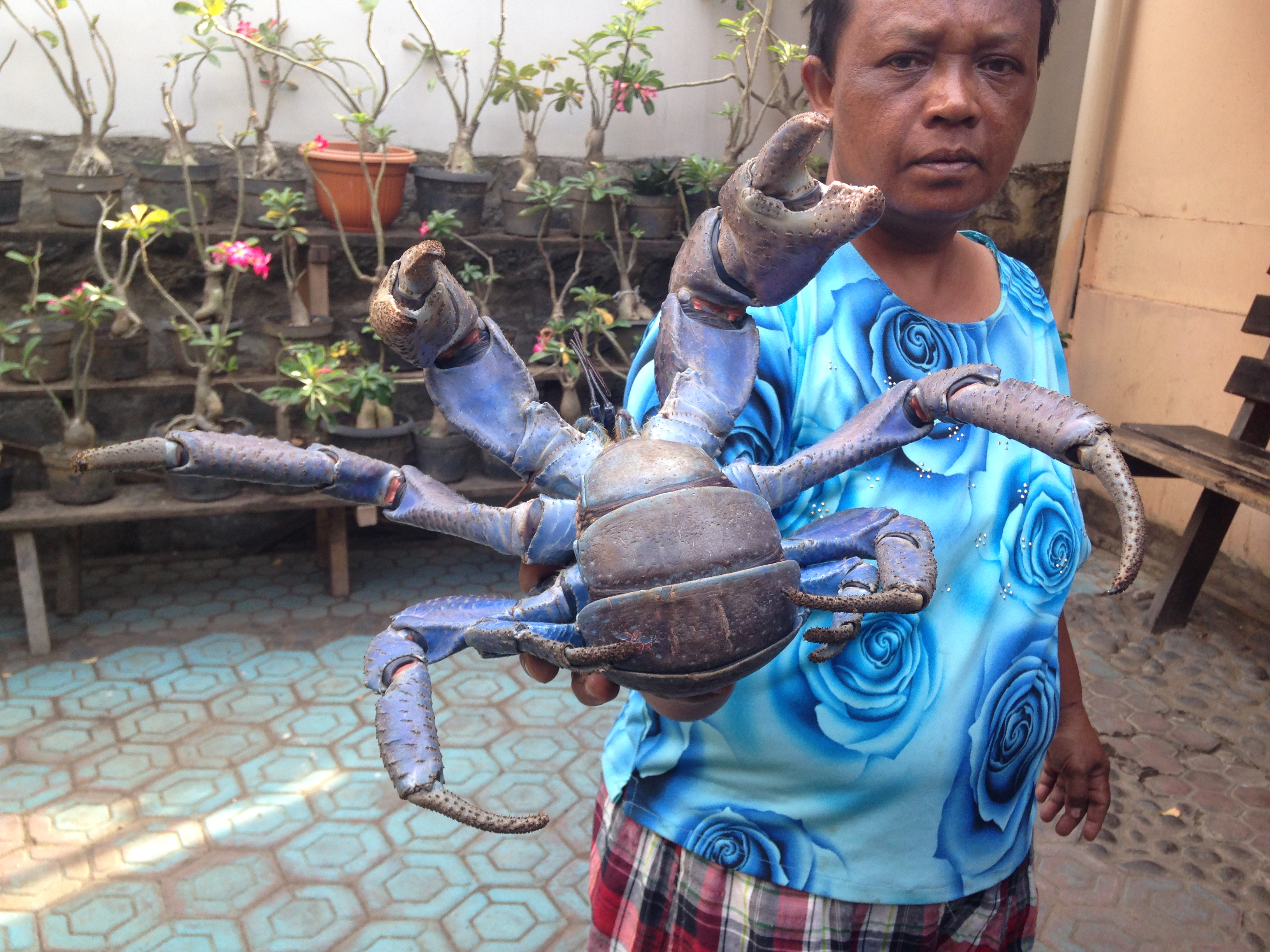 Detail Kepiting Makan Apa Nomer 4