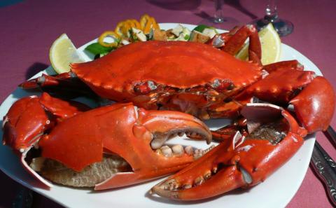 Detail Kepiting Makan Apa Nomer 32