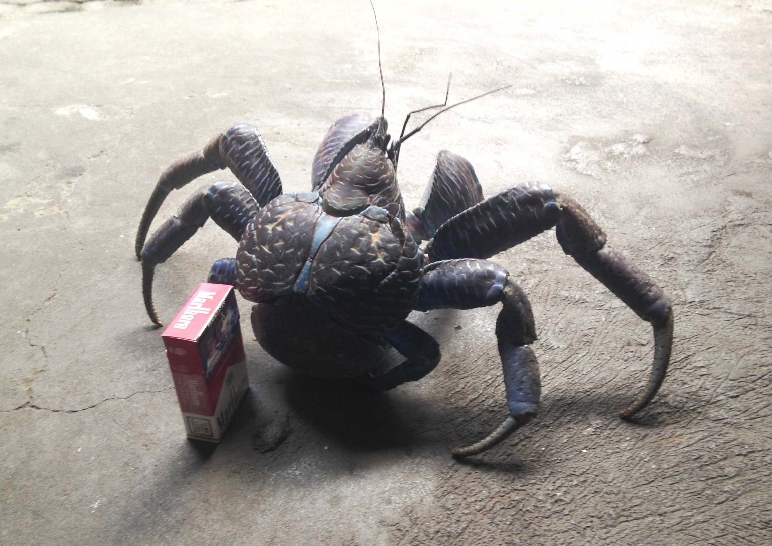 Detail Kepiting Makan Apa Nomer 34
