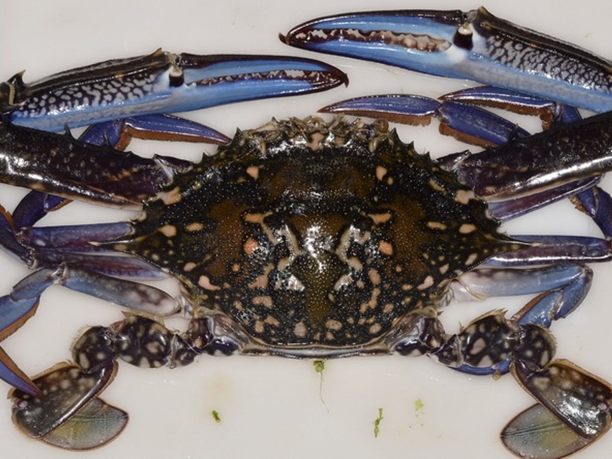 Detail Kepiting Makan Apa Nomer 38