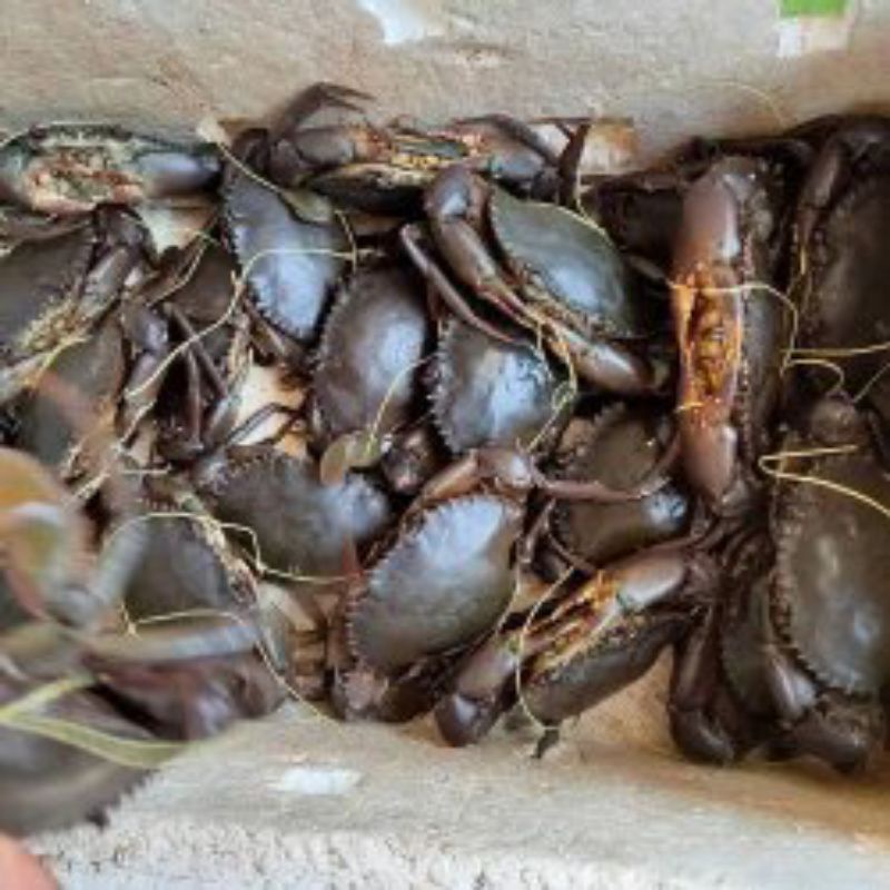 Detail Kepiting Makan Apa Nomer 43