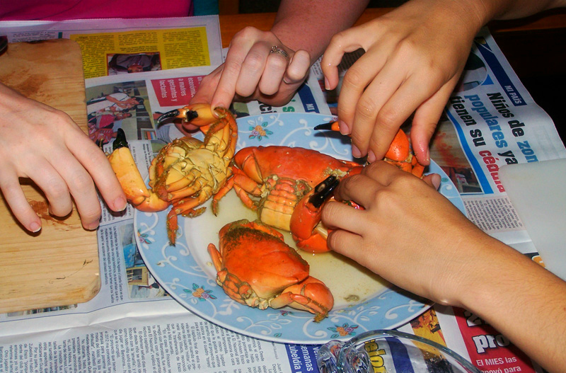 Detail Kepiting Makan Apa Nomer 49