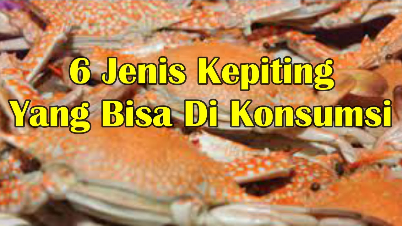 Detail Kepiting Makan Apa Nomer 53