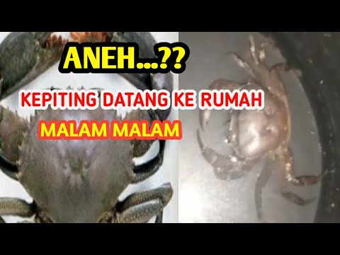 Kepiting Masuk Rumah Pertanda Apa - KibrisPDR