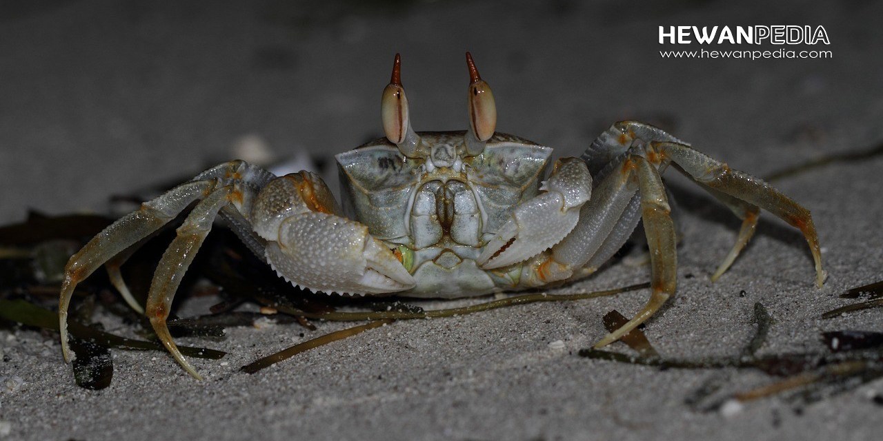 Detail Kepiting Masuk Rumah Pertanda Apa Nomer 4