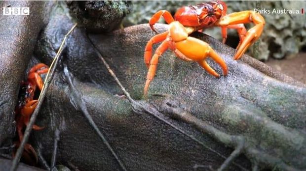 Detail Kepiting Masuk Rumah Pertanda Apa Nomer 41