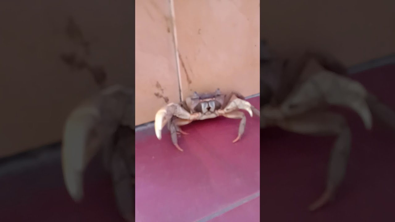 Detail Kepiting Masuk Rumah Pertanda Apa Nomer 5