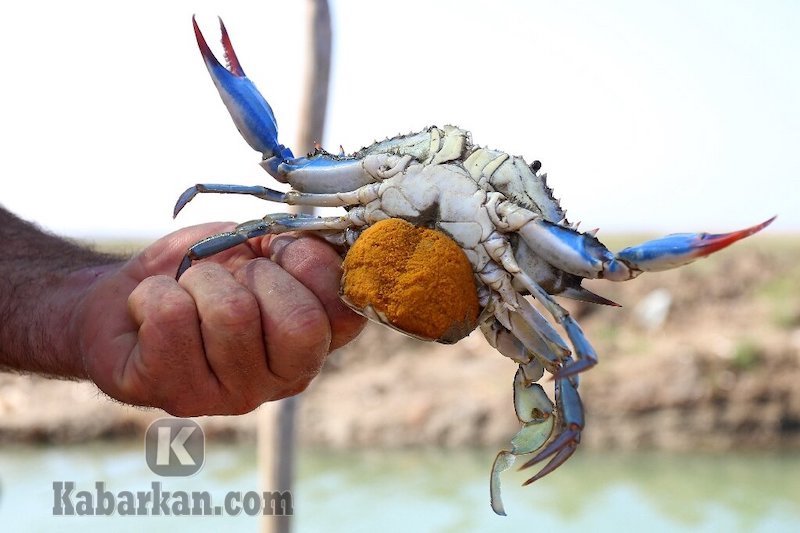 Detail Kepiting Masuk Rumah Pertanda Apa Nomer 52