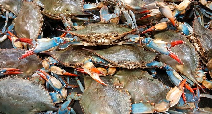 Detail Kepiting Masuk Rumah Pertanda Apa Nomer 53