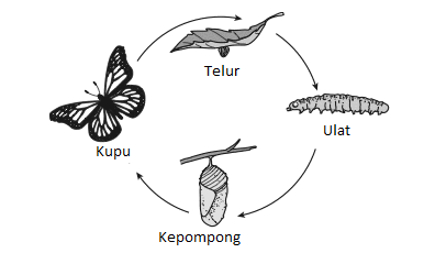 Detail Kepompong Bahasa Inggris Nomer 30