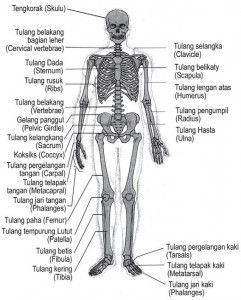 Detail Kerangka Anatomi Tubuh Manusia Nomer 10