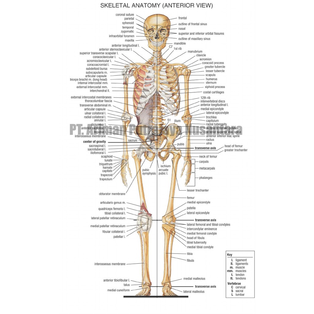 Detail Kerangka Anatomi Tubuh Manusia Nomer 11