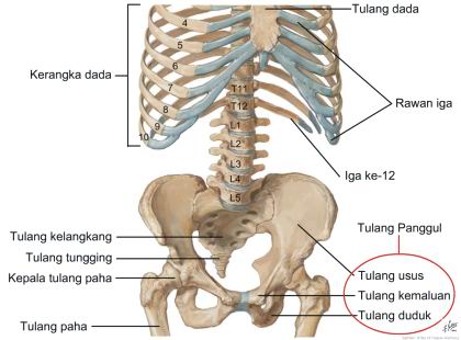 Detail Kerangka Anatomi Tubuh Manusia Nomer 16