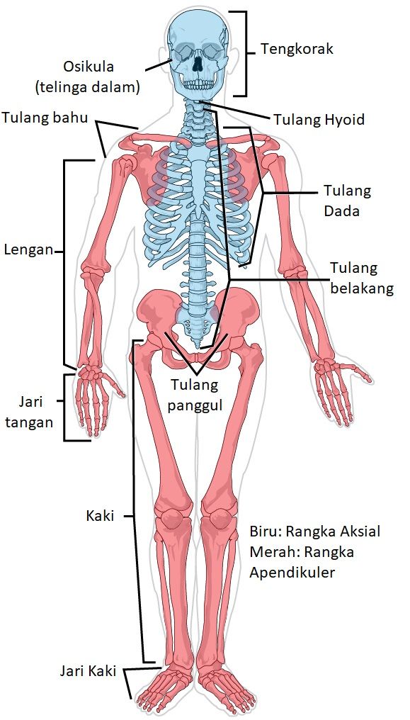 Detail Kerangka Anatomi Tubuh Manusia Nomer 31