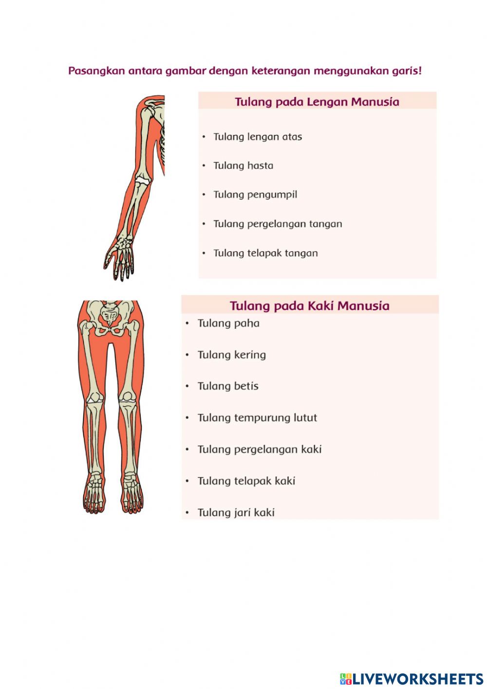 Detail Kerangka Kaki Manusia Nomer 15