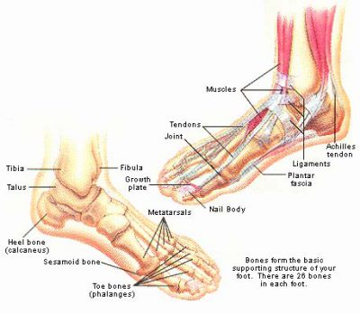 Detail Kerangka Kaki Manusia Nomer 17