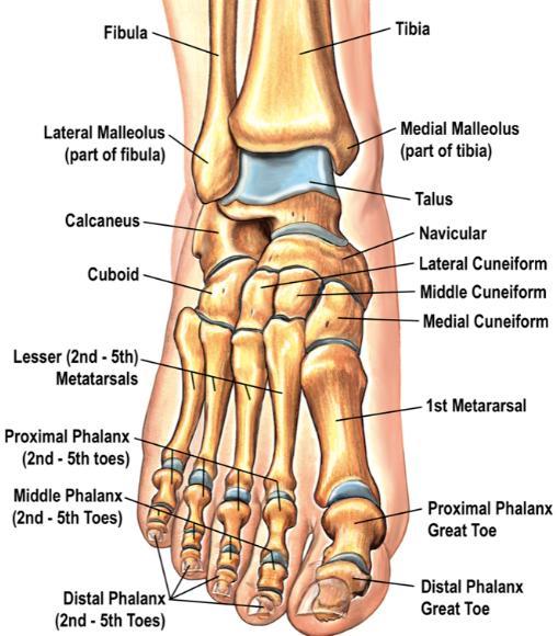 Detail Kerangka Kaki Manusia Nomer 21