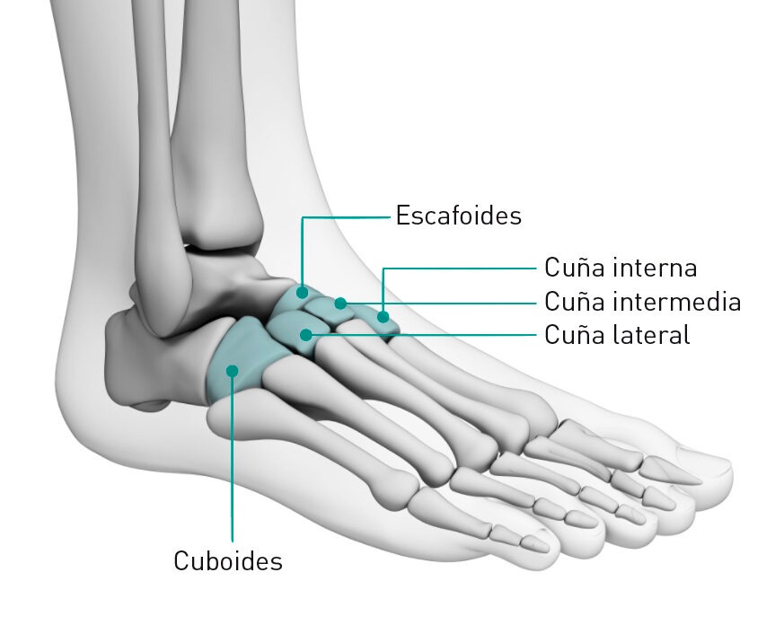 Detail Kerangka Kaki Manusia Nomer 40