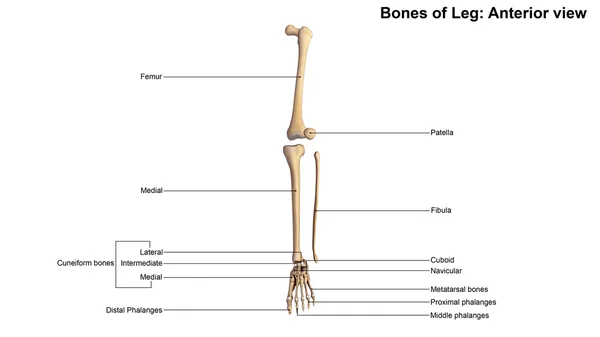 Detail Kerangka Kaki Manusia Nomer 42